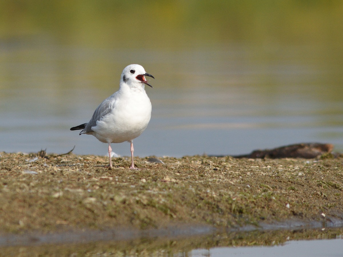 Mouette de Bonaparte - ML623440444