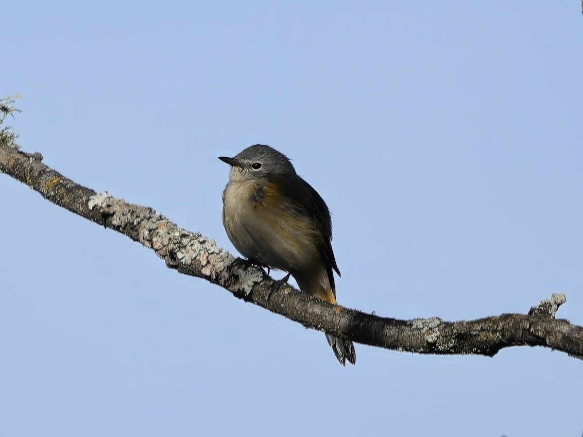 American Redstart - ML623440449