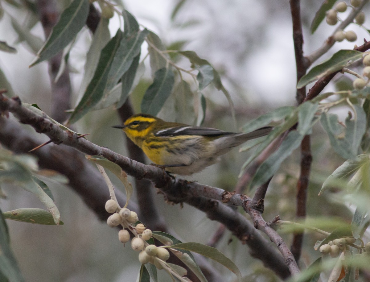 Townsend's Warbler - ML623440474