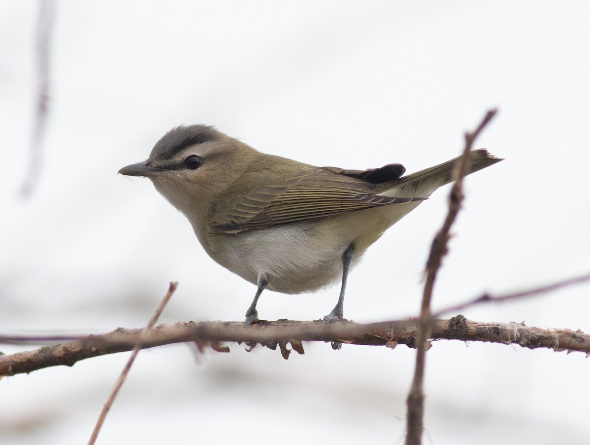 Red-eyed Vireo - ML623440492