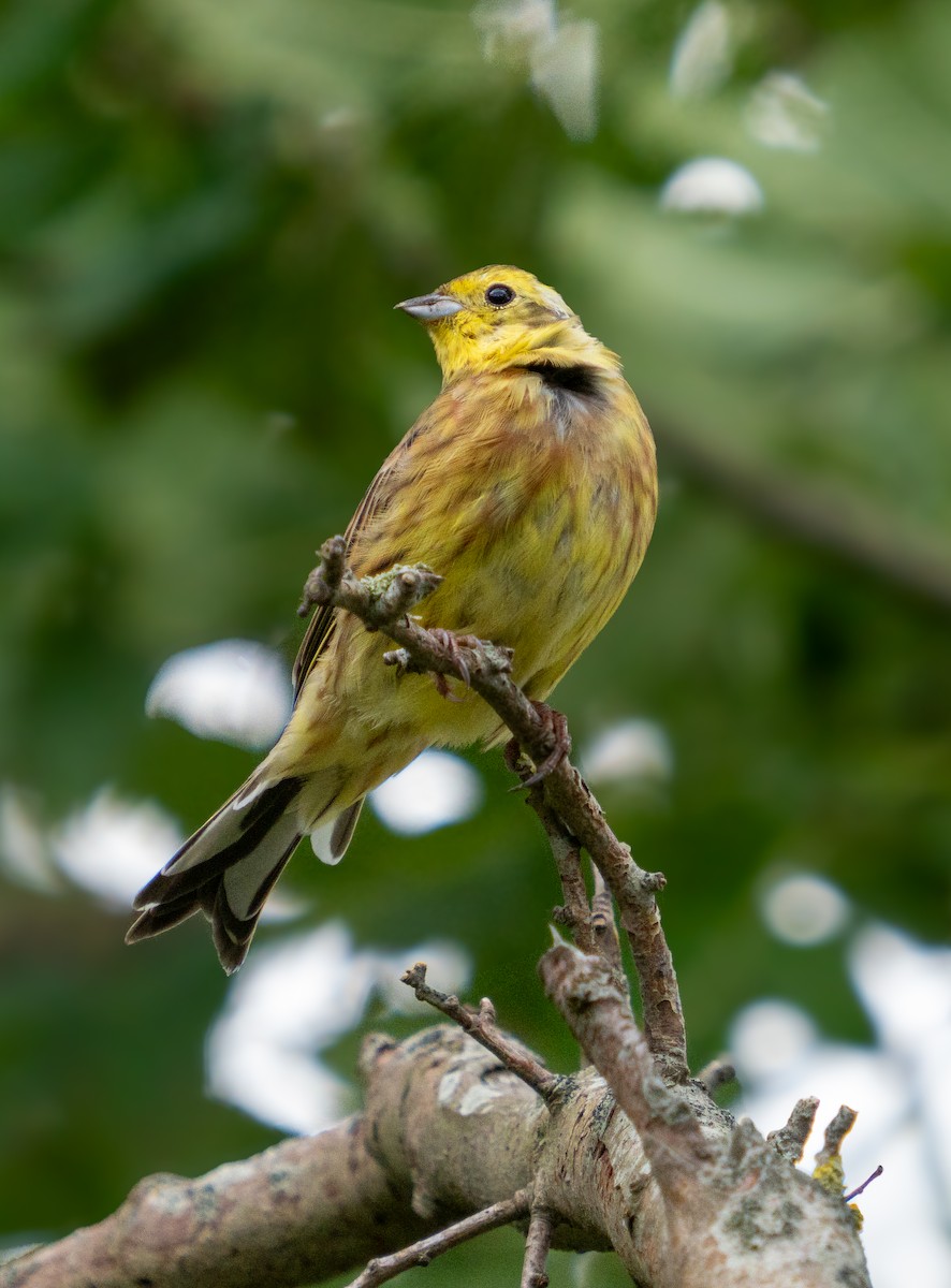 Yellowhammer - ML623440495