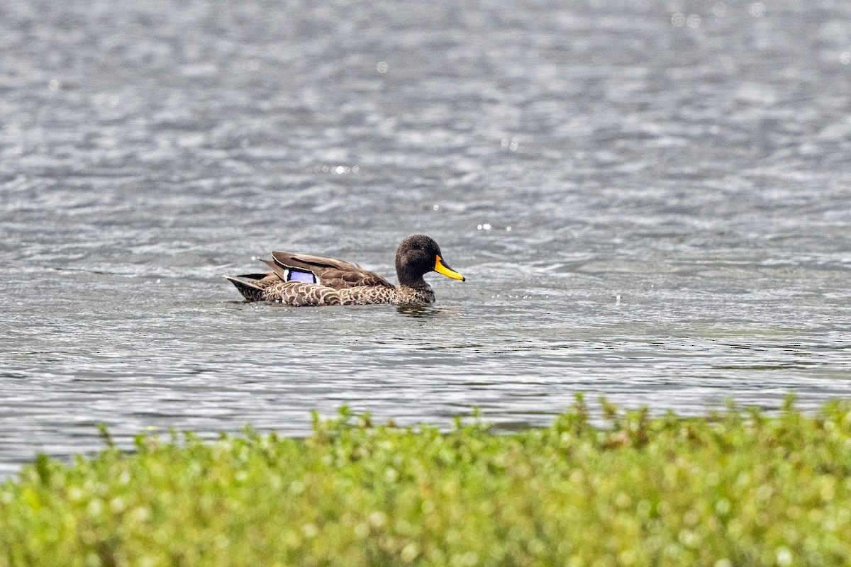 Canard à bec jaune - ML623440498