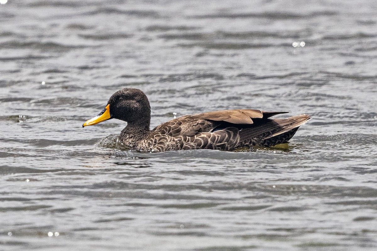 Yellow-billed Duck - ML623440502