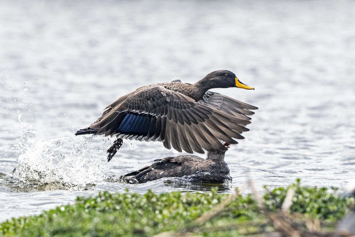 Yellow-billed Duck - ML623440510