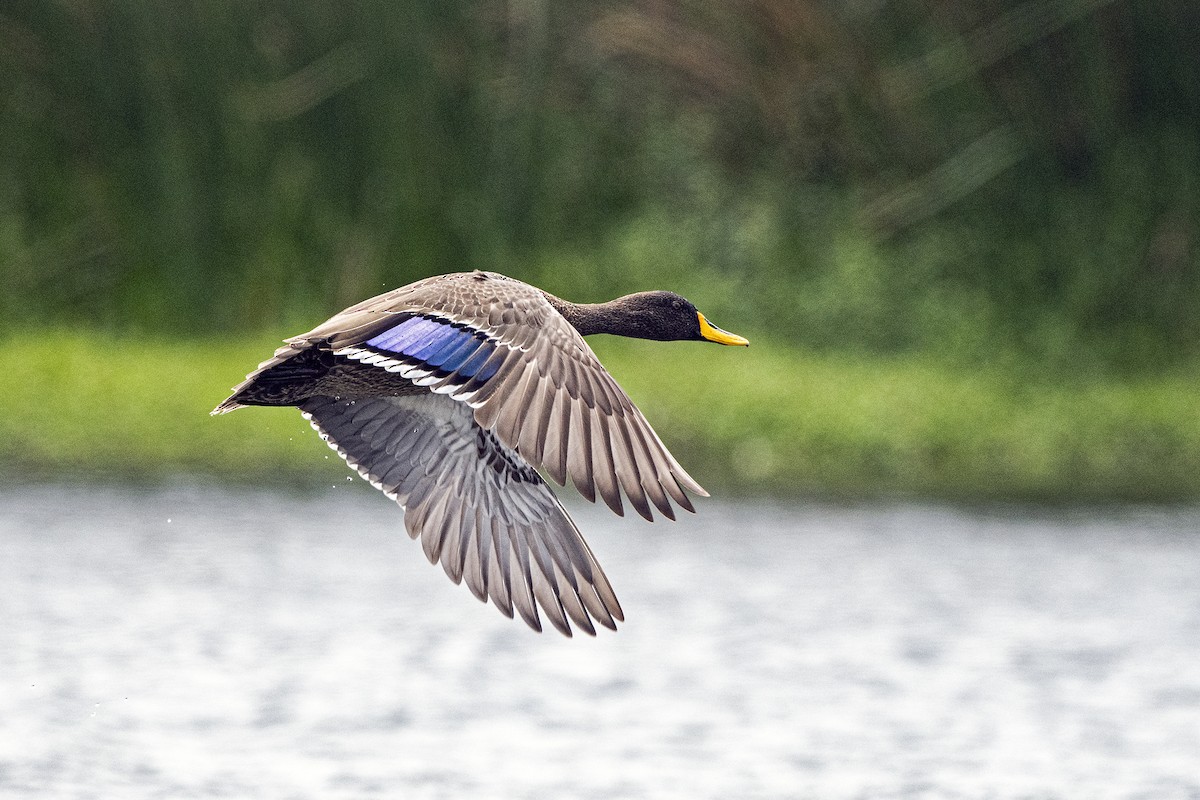 Yellow-billed Duck - ML623440524