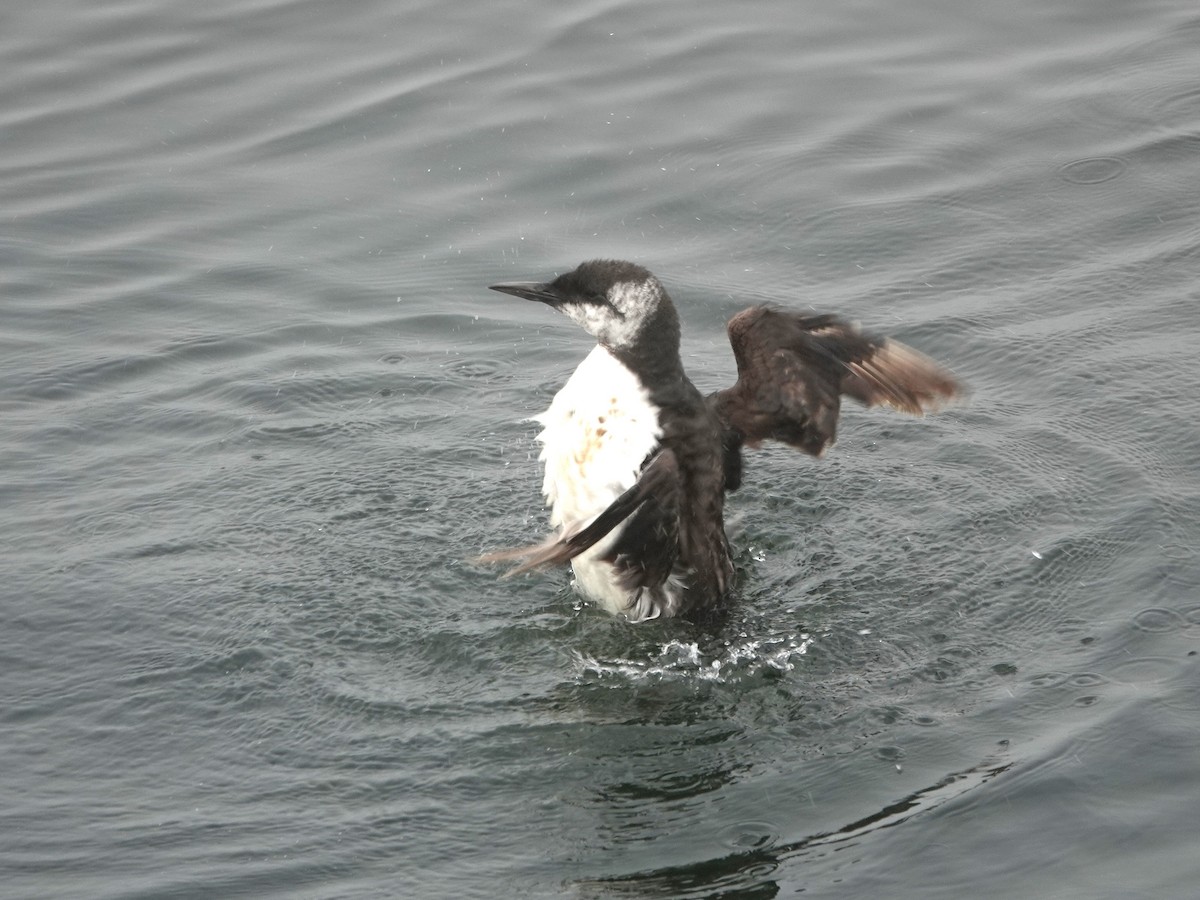 Common Murre - ML623440530