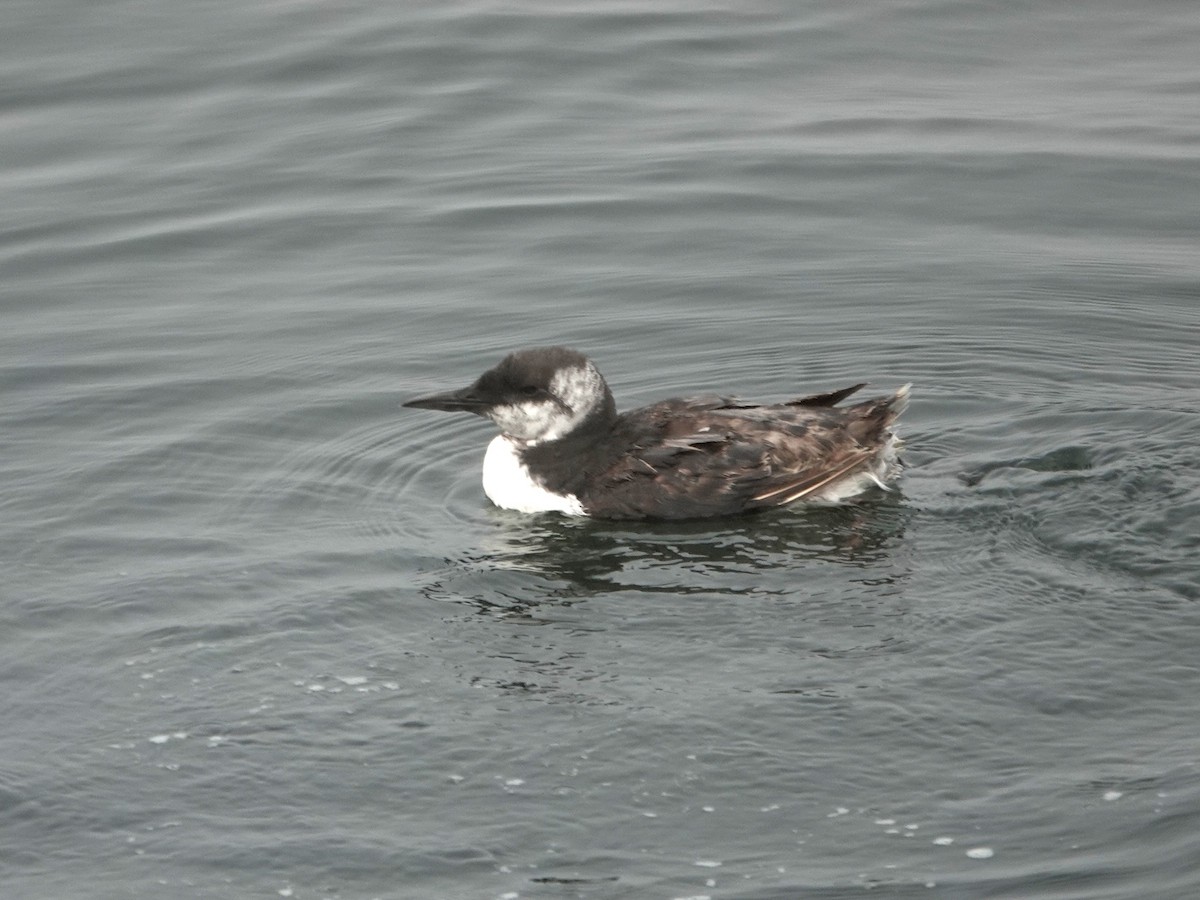 Common Murre - Norman Uyeda