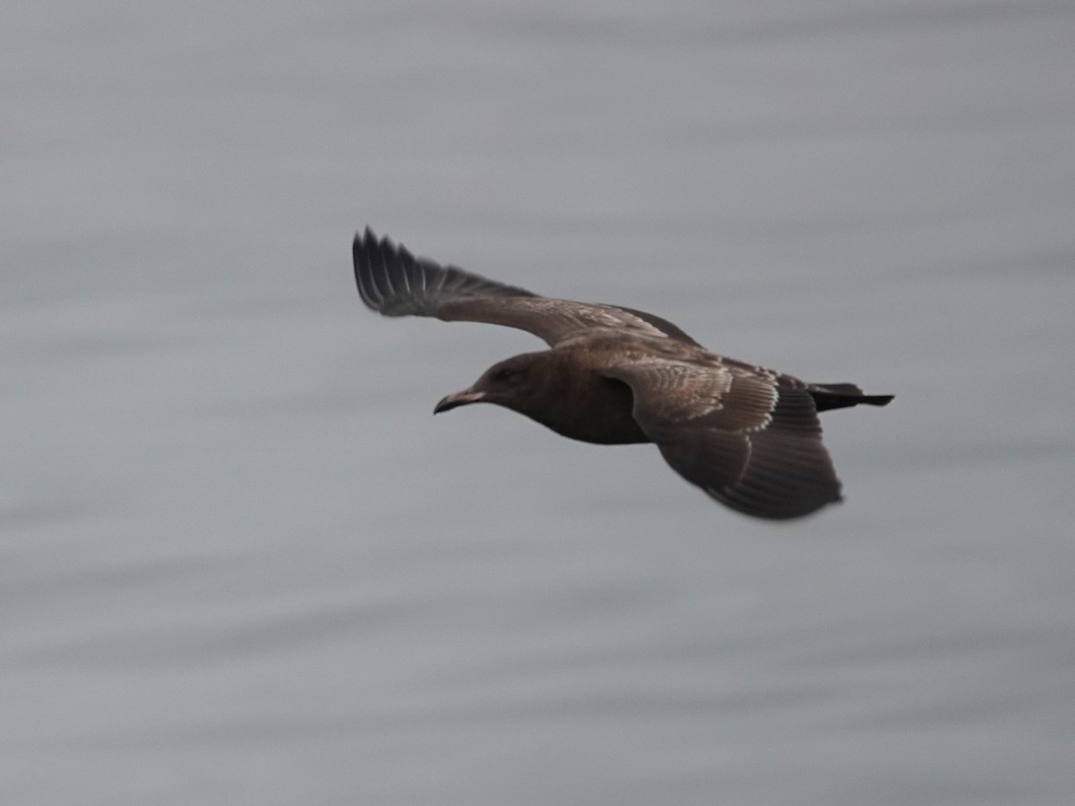 Heermann's Gull - ML623440541