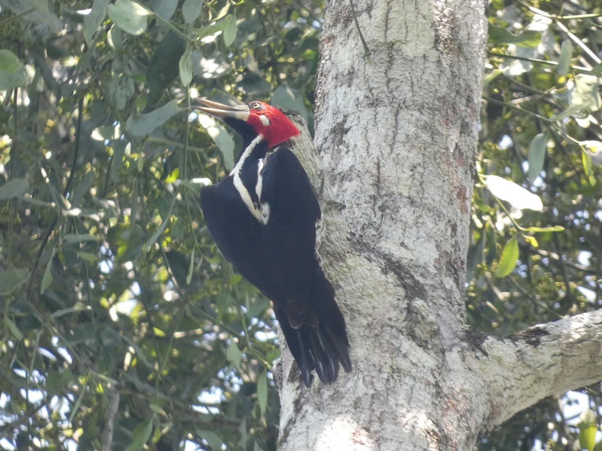 Crimson-crested Woodpecker - Daniel Soria