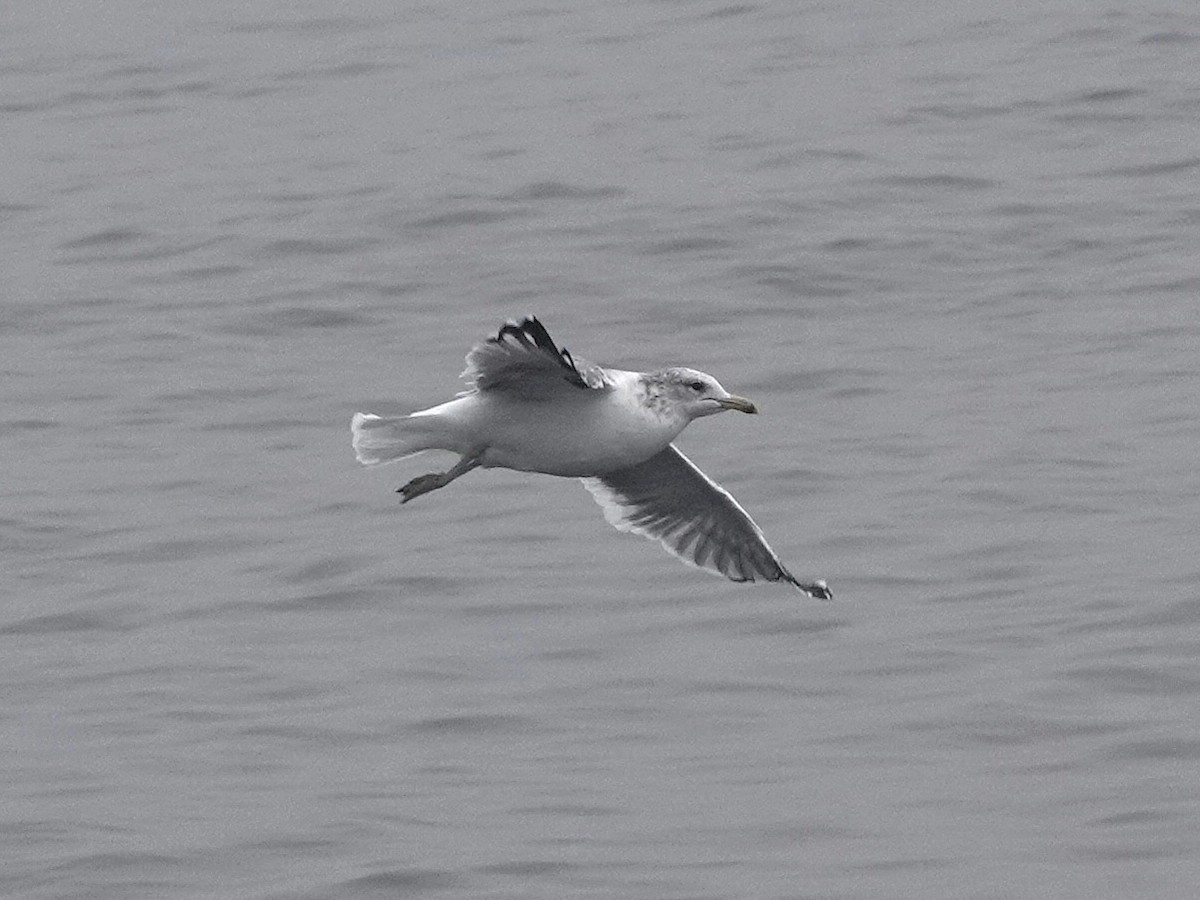 Ring-billed Gull - ML623440553