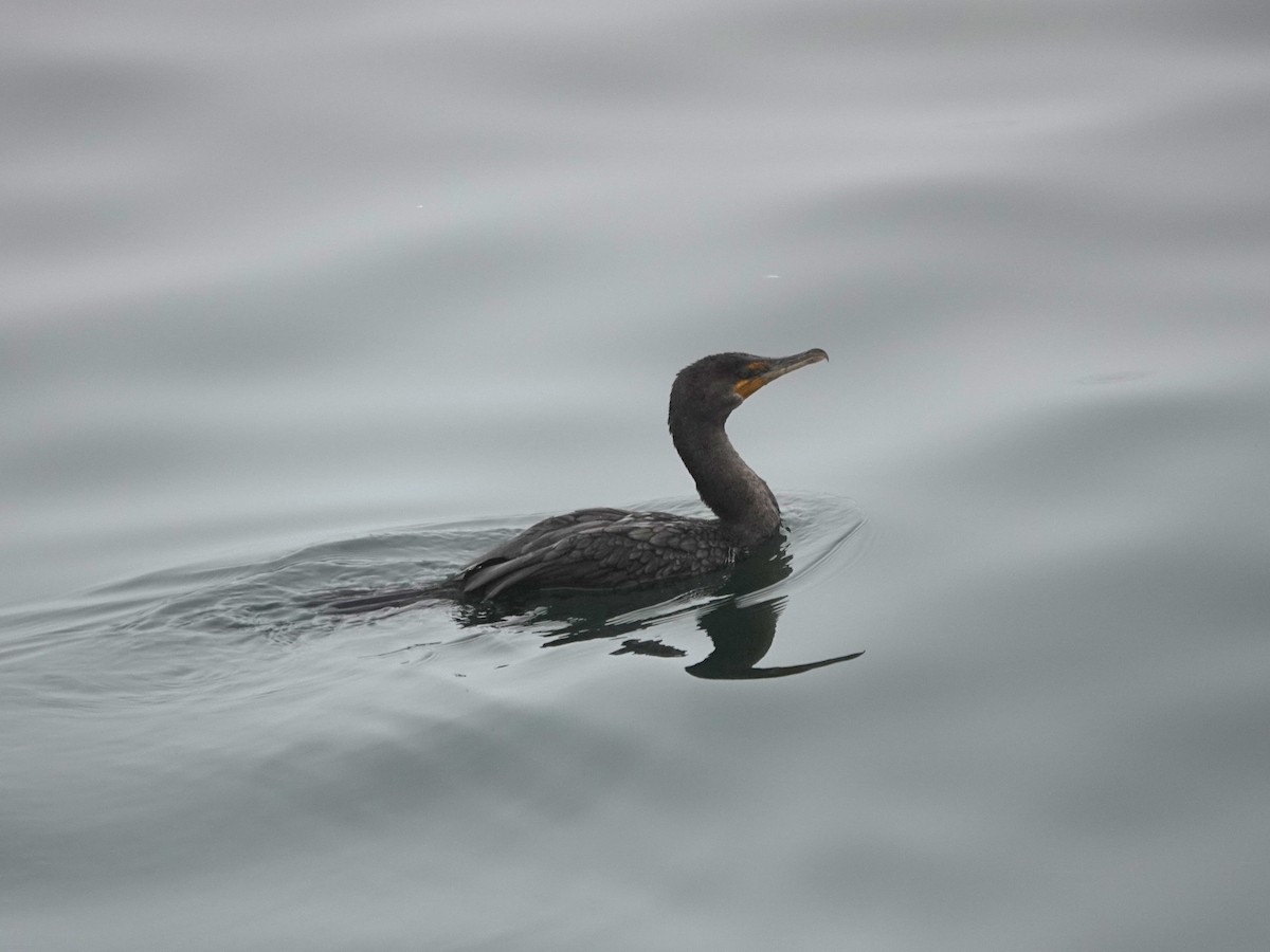 Double-crested Cormorant - ML623440570