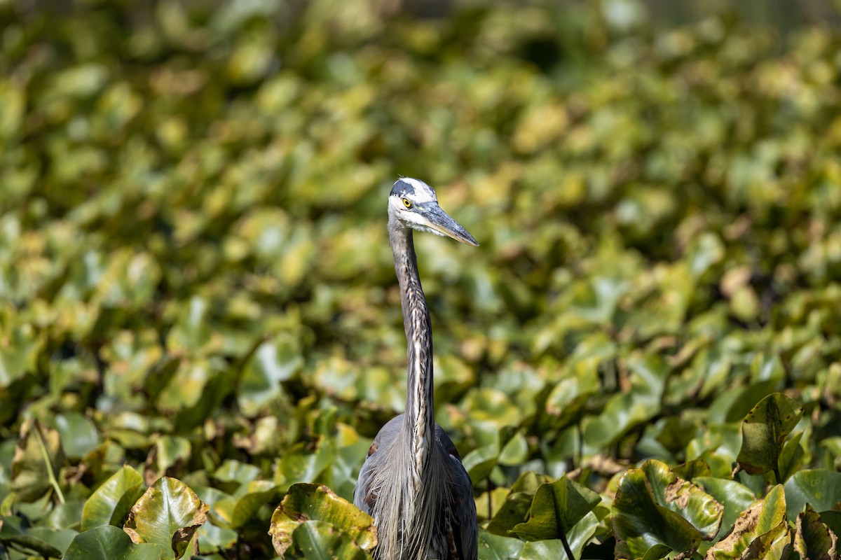 Great Blue Heron - Lonny Garris