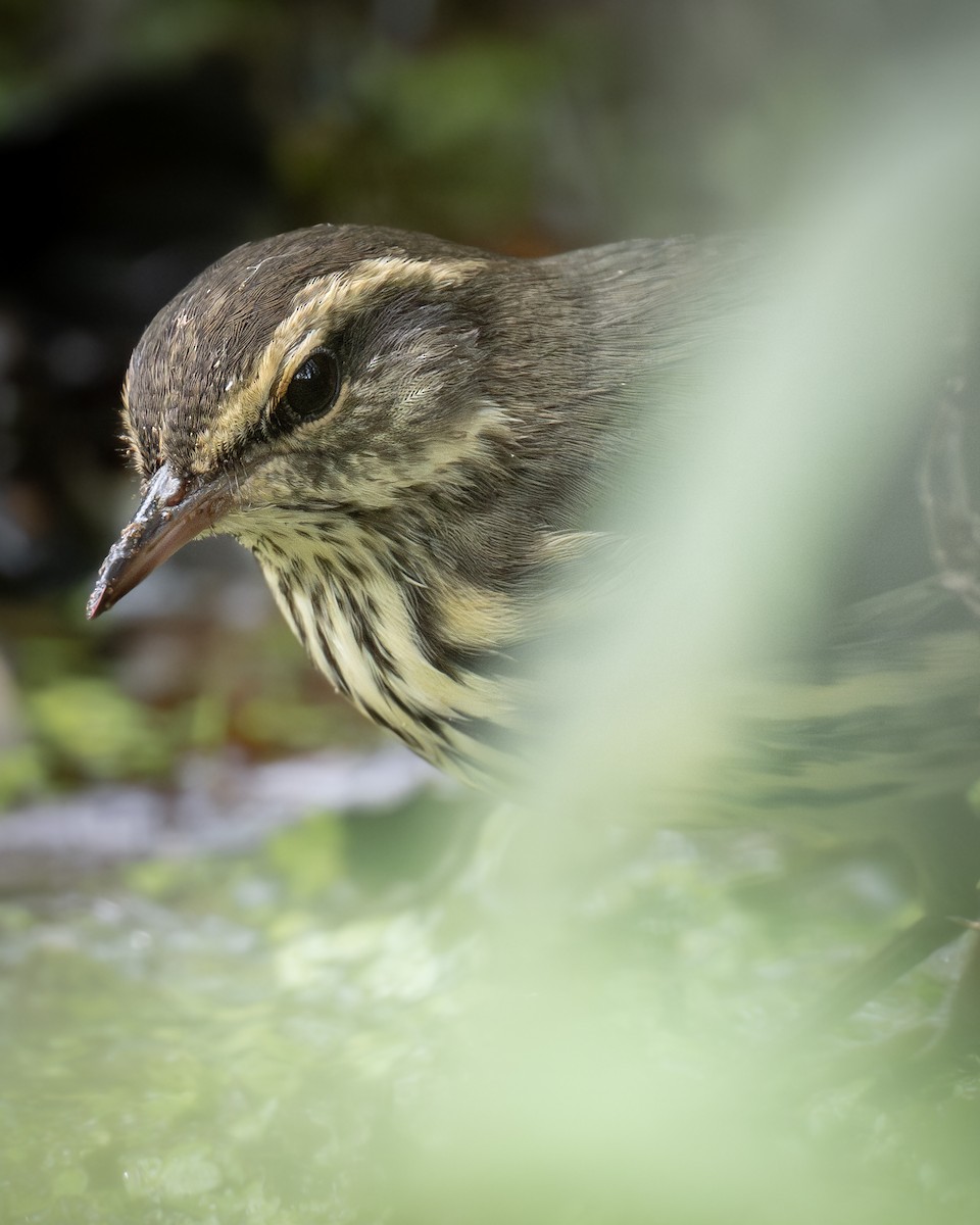 Northern Waterthrush - ML623440611