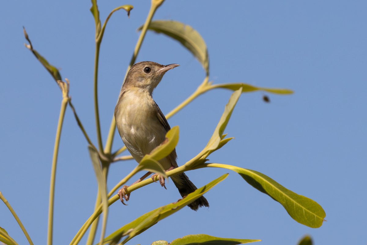 Golden-headed Cisticola - ML623440697