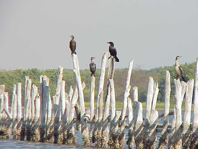 Neotropic Cormorant - ML623440698