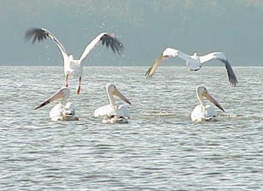 American White Pelican - ML623440701