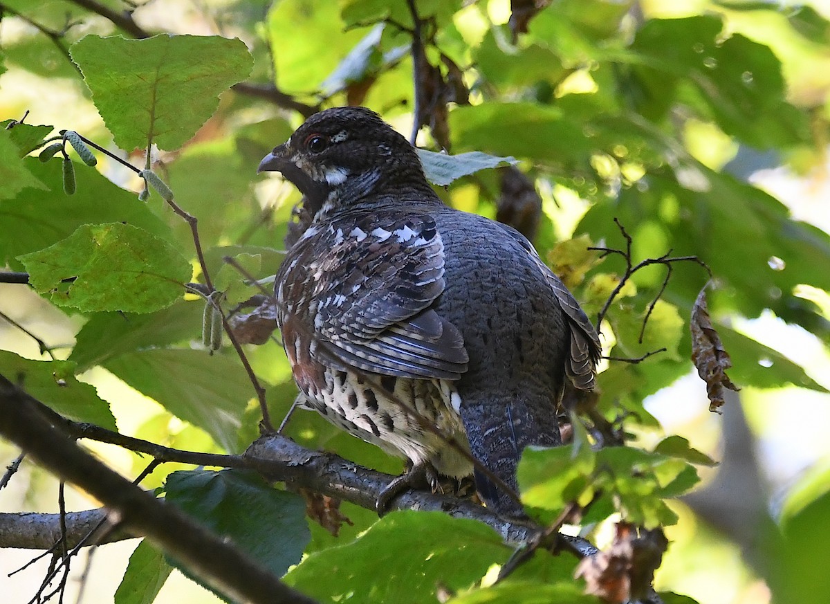 Hazel Grouse - ML623440772