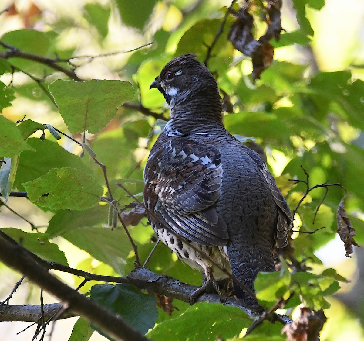 Hazel Grouse - ML623440773