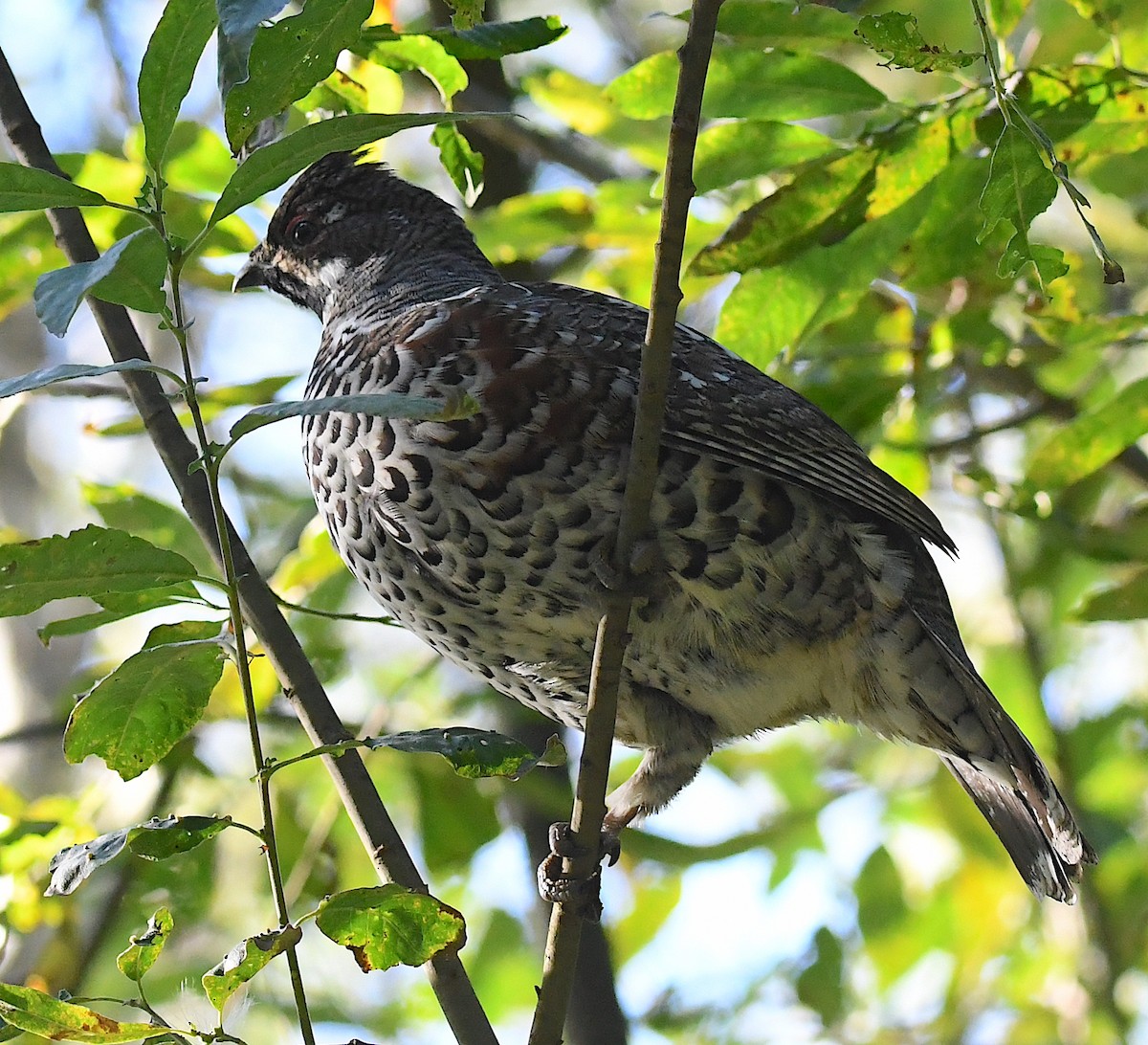 Hazel Grouse - ML623440774