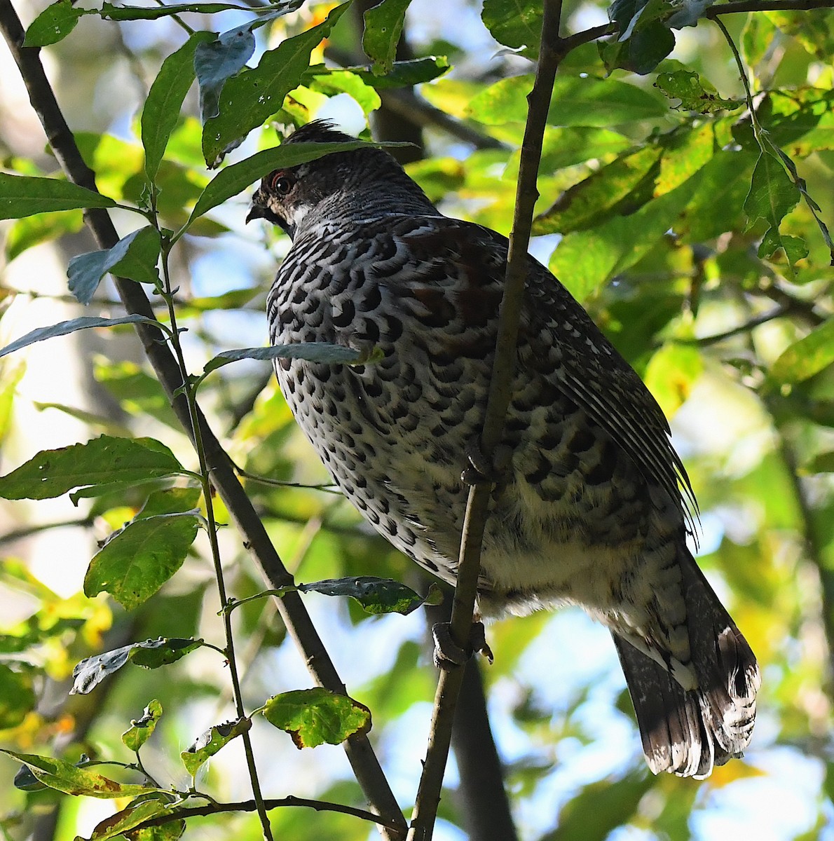 Hazel Grouse - ML623440775