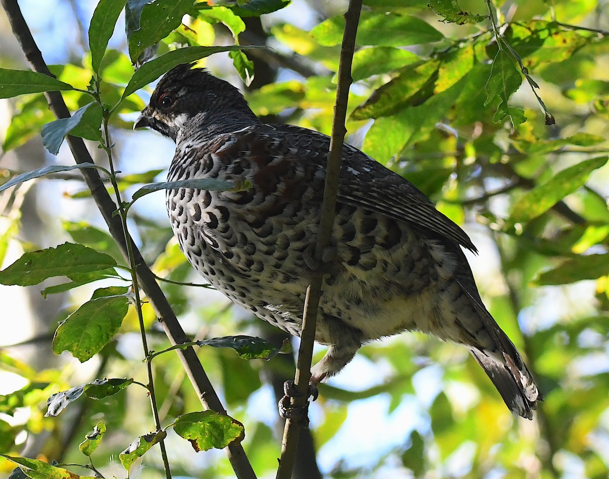 Hazel Grouse - ML623440776