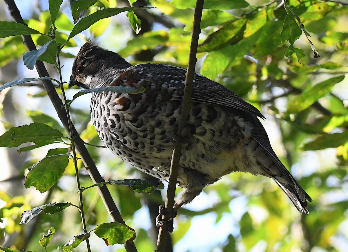 Hazel Grouse - ML623440777