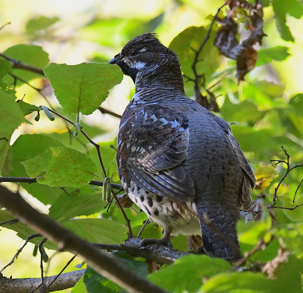 Hazel Grouse - ML623440778