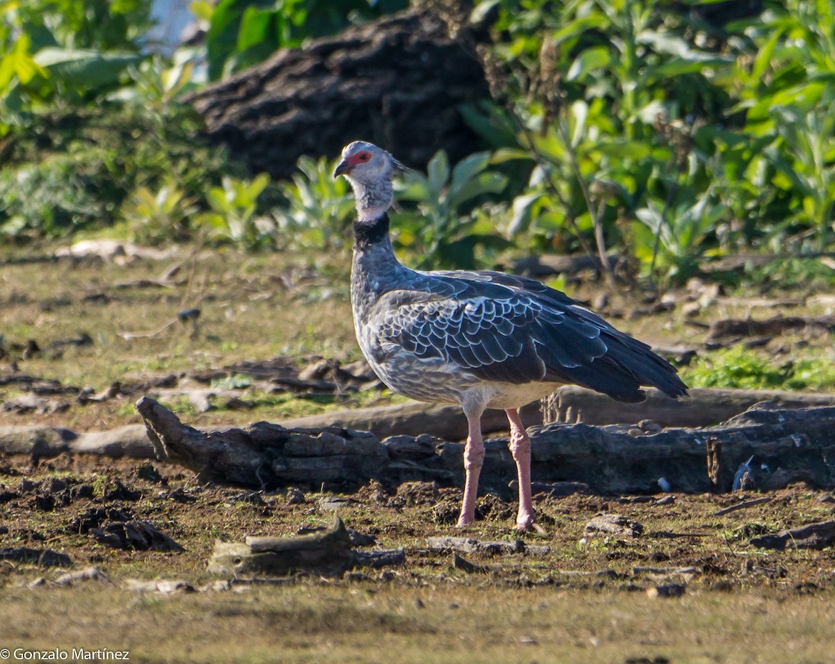 Southern Screamer - ML623440789