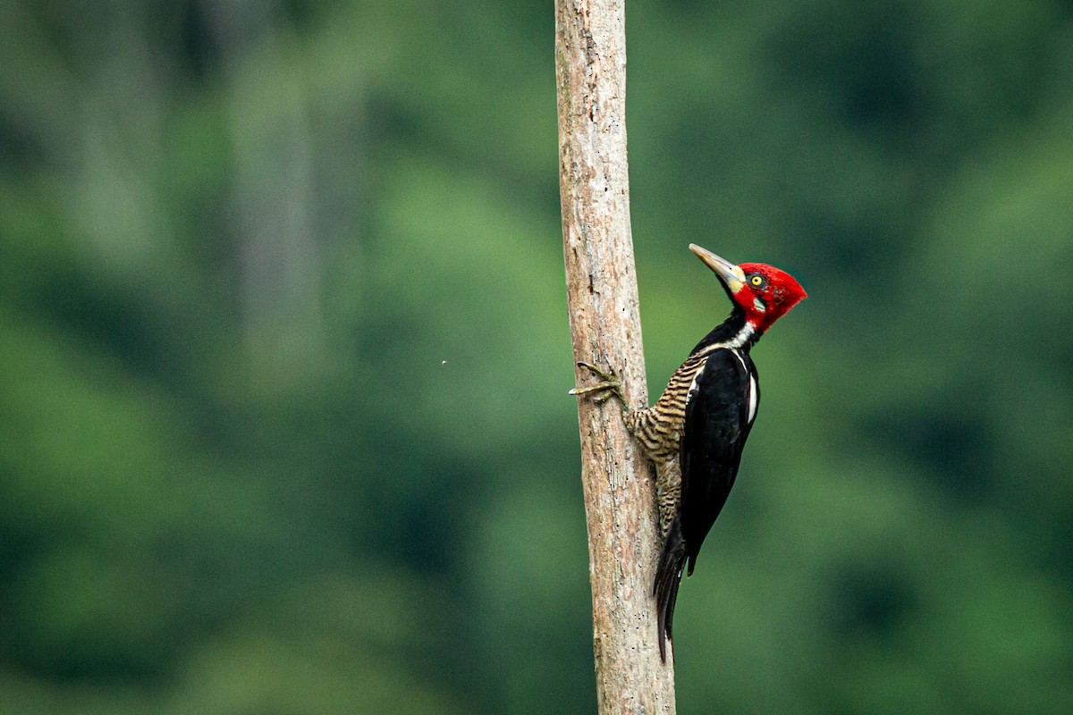 Crimson-crested Woodpecker - ML623440823