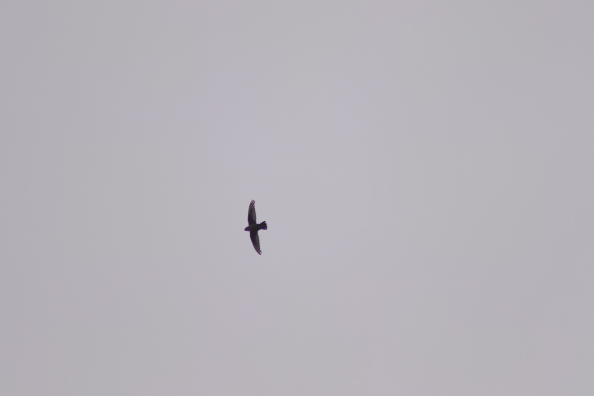 Vaux's Swift - ML623440844