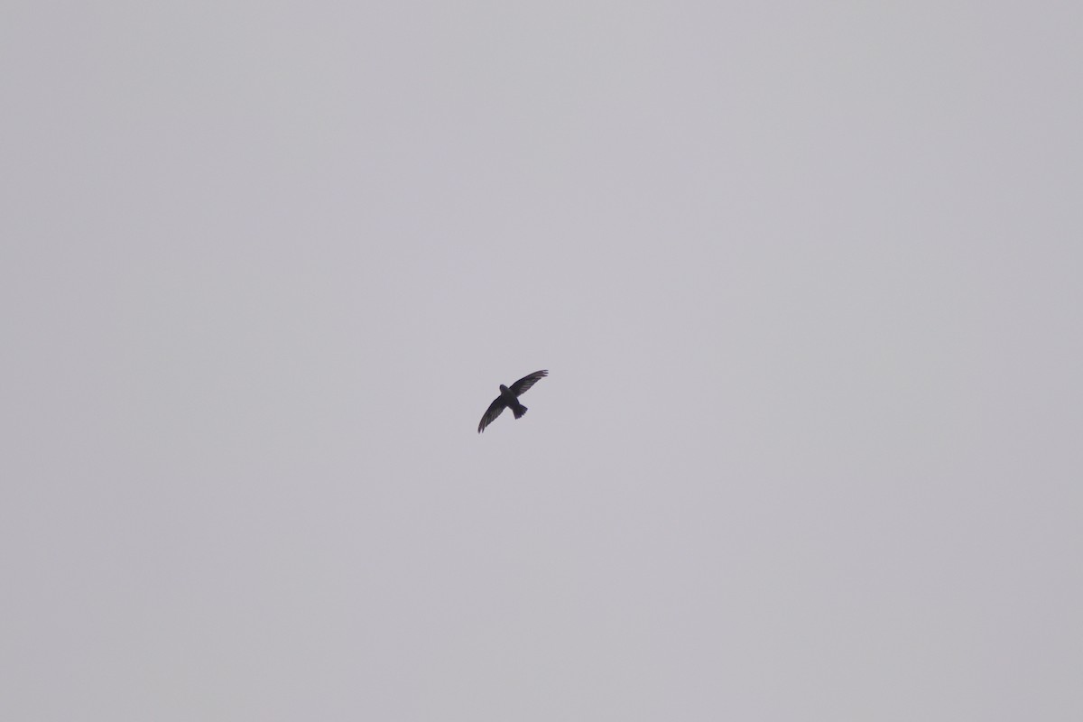 Vaux's Swift - ML623440845