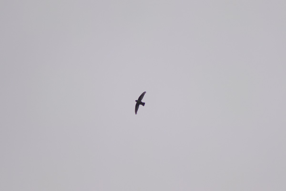 Vaux's Swift - ML623440846