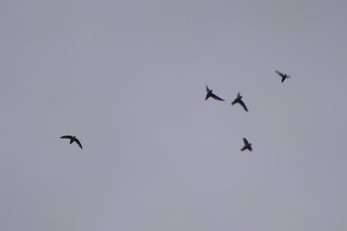 Vaux's Swift - ML623440847
