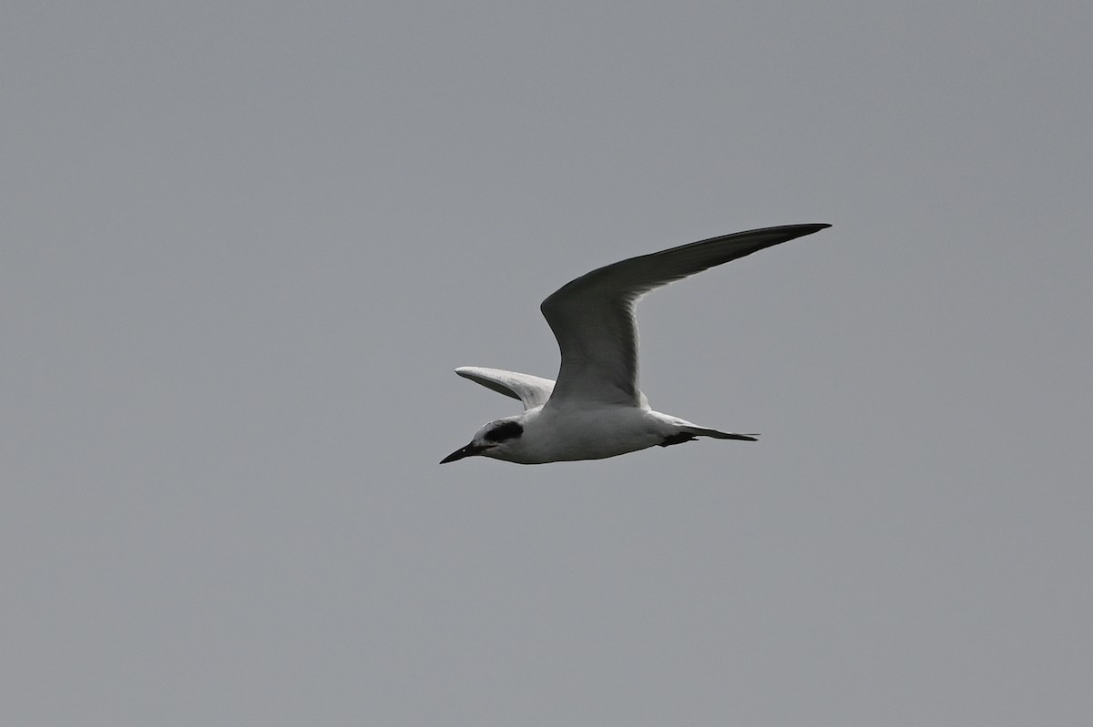 Forster's Tern - ML623440881