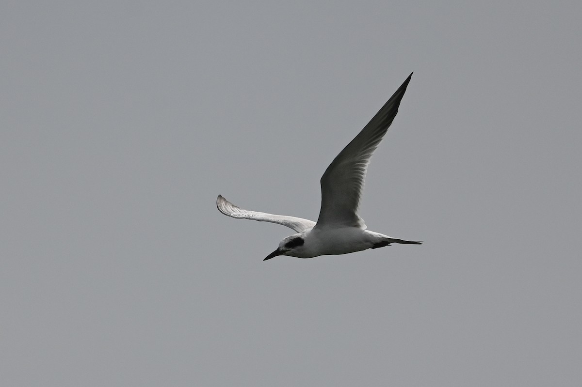 Forster's Tern - ML623440882