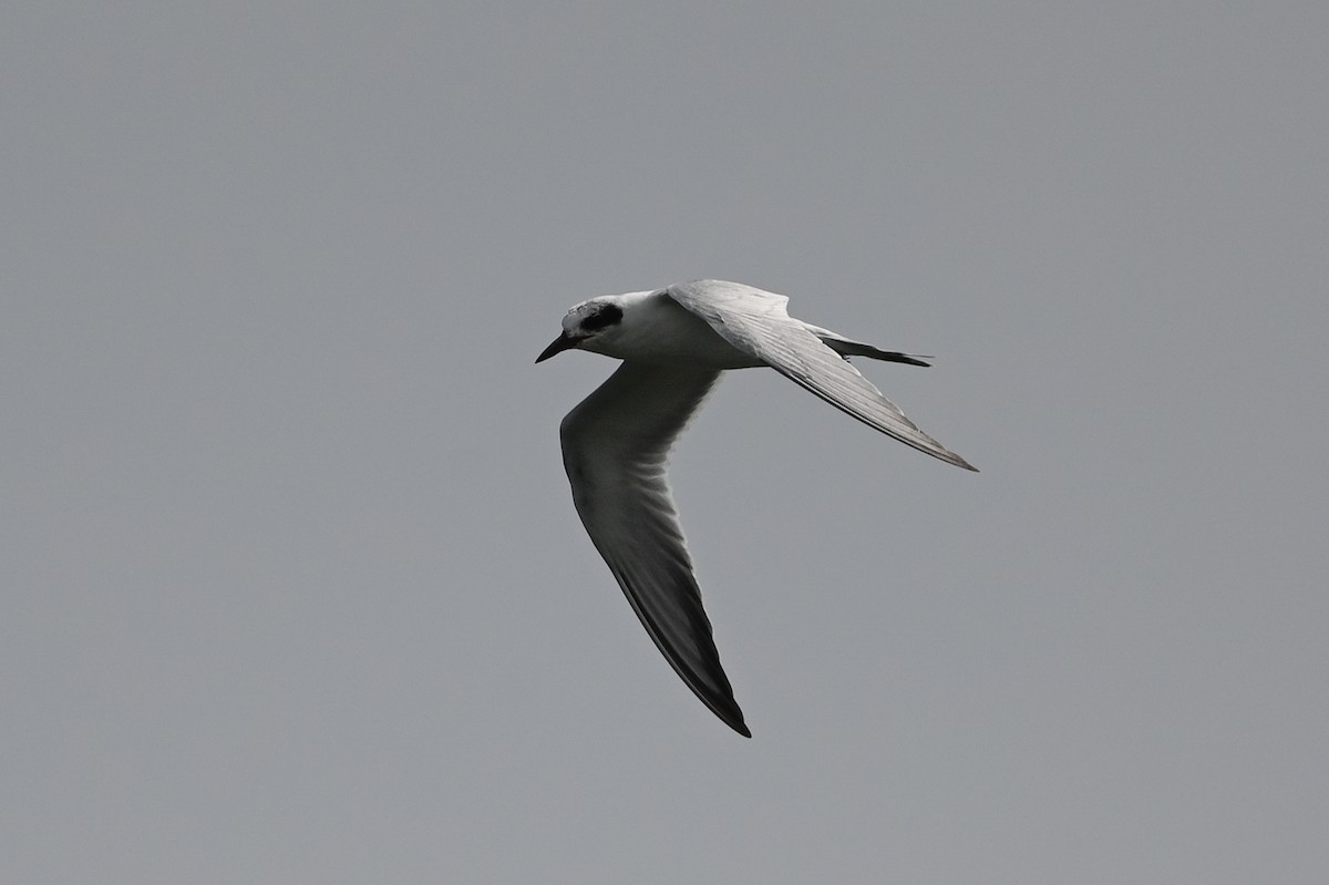 Forster's Tern - ML623440883