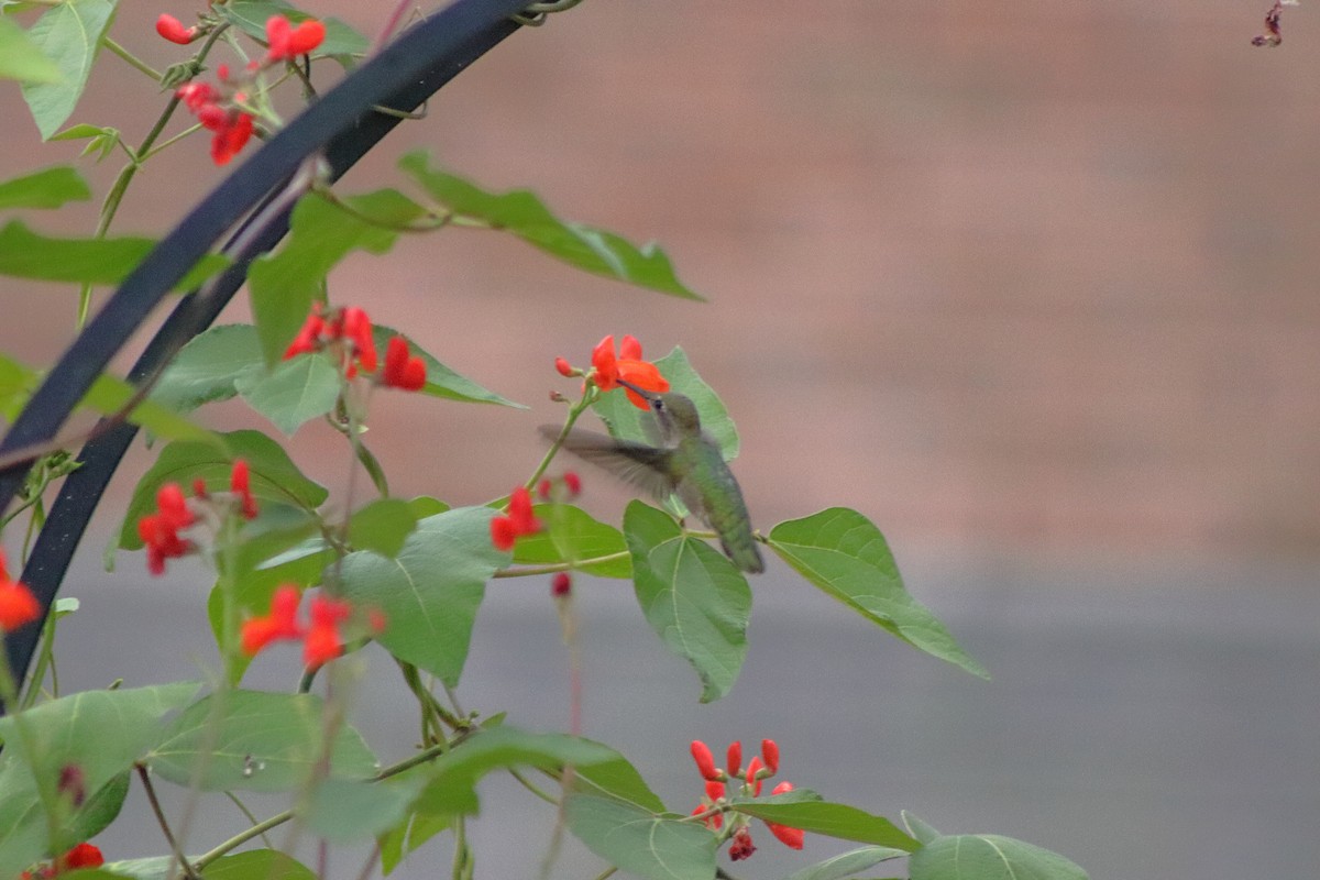 Anna's Hummingbird - ML623440996