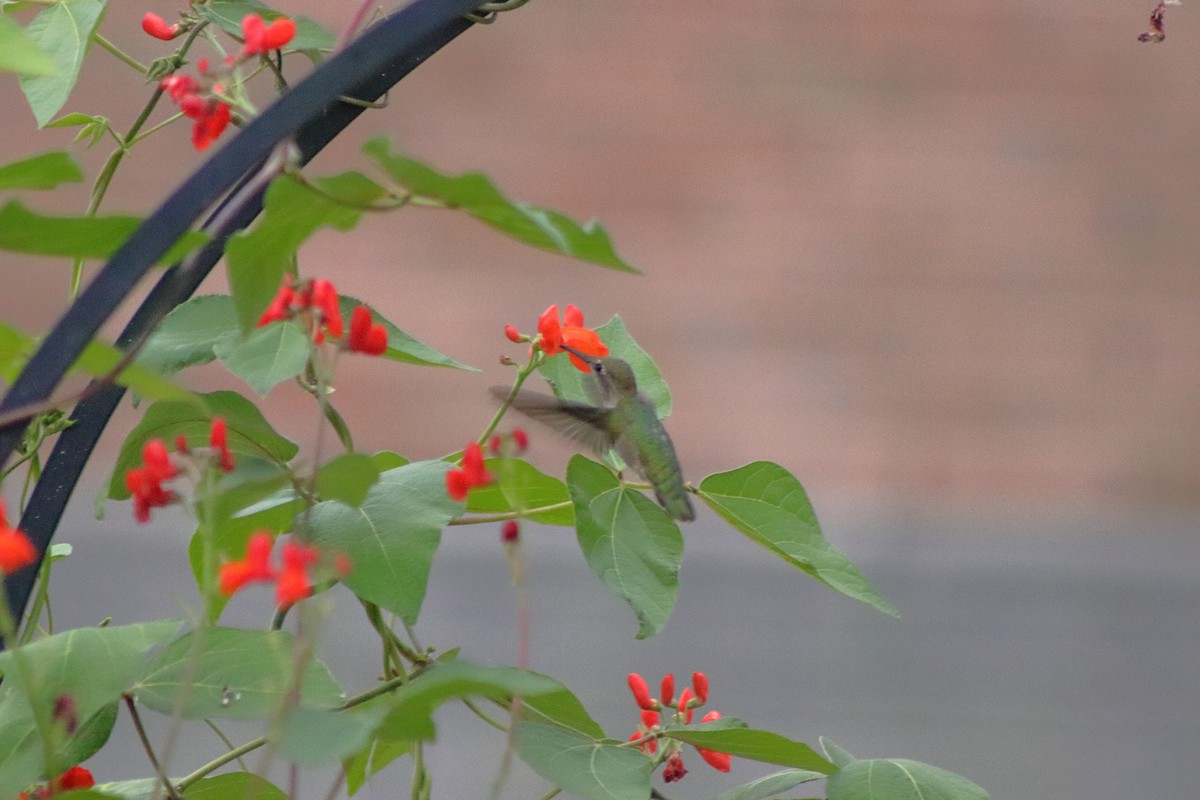 Colibrí de Anna - ML623440996