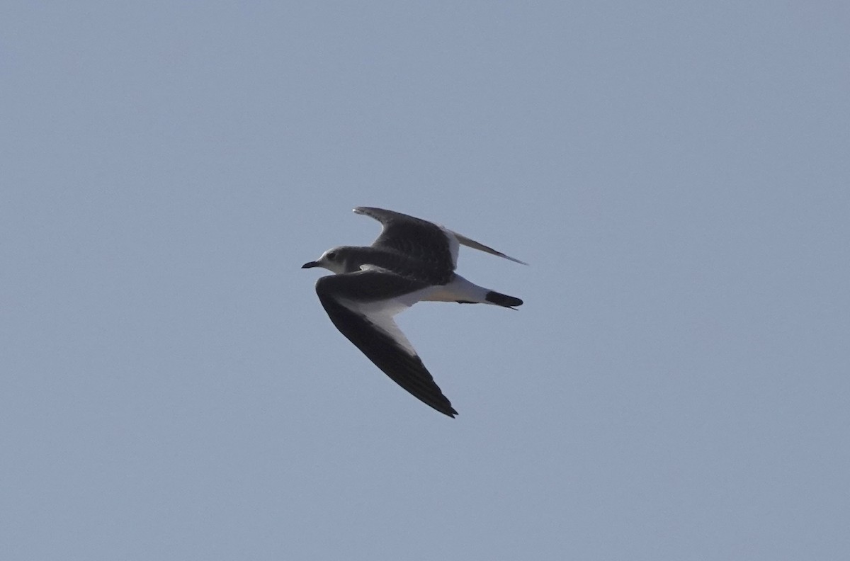 Sabine's Gull - ML623441098