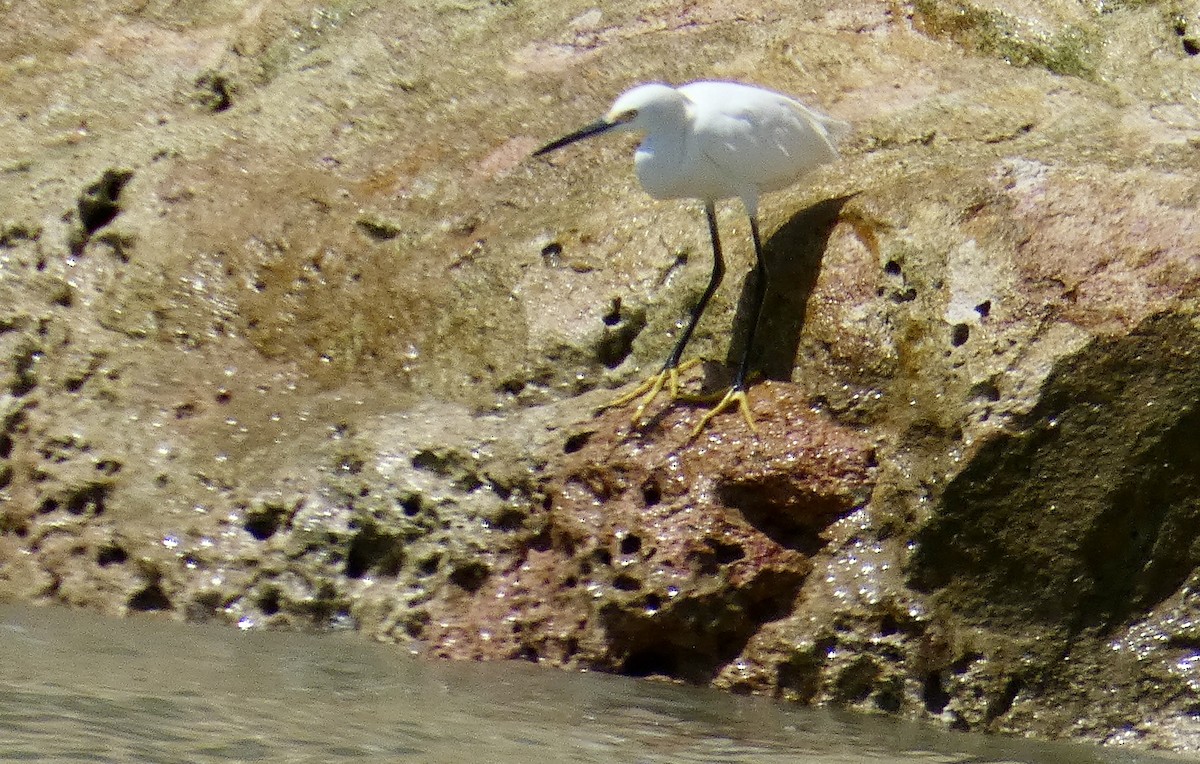 Snowy Egret - Manuel Costeira da Rocha