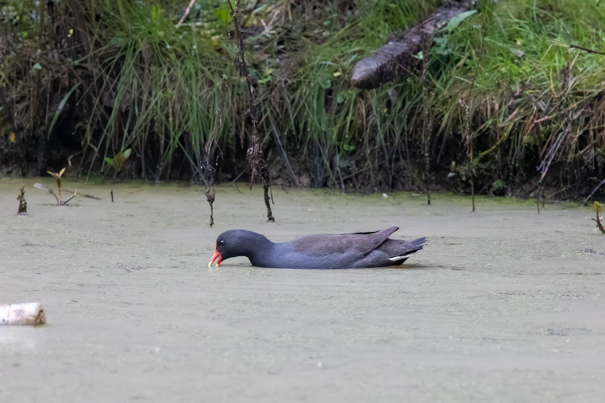 Dusky Moorhen - ML623441301