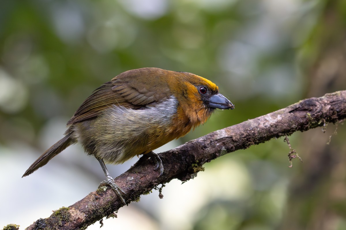 Prong-billed Barbet - ML623441354