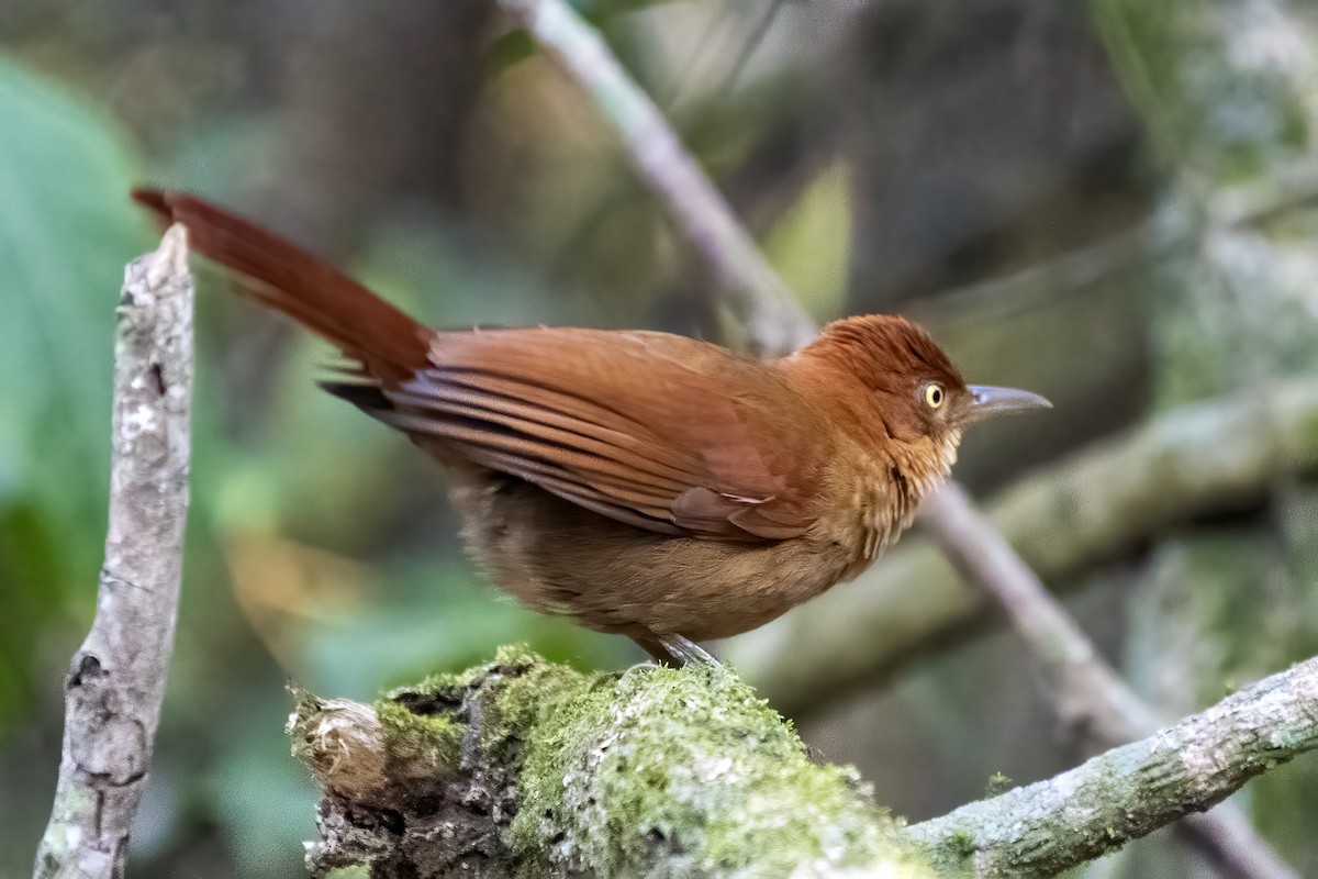 Chestnut-capped Foliage-gleaner - ML623441382