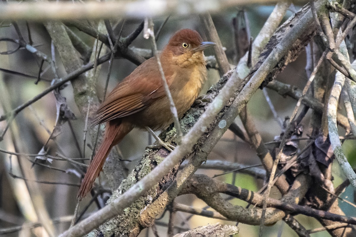 Chestnut-capped Foliage-gleaner - ML623441383