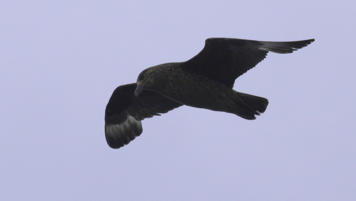 Great Skua - ML623441440