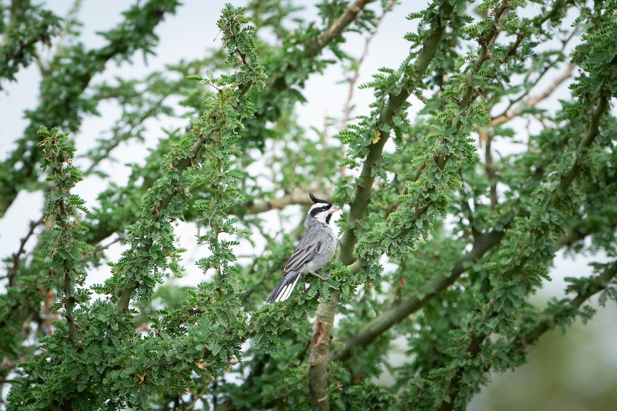 Black-crested Finch - Jérémy Calvo