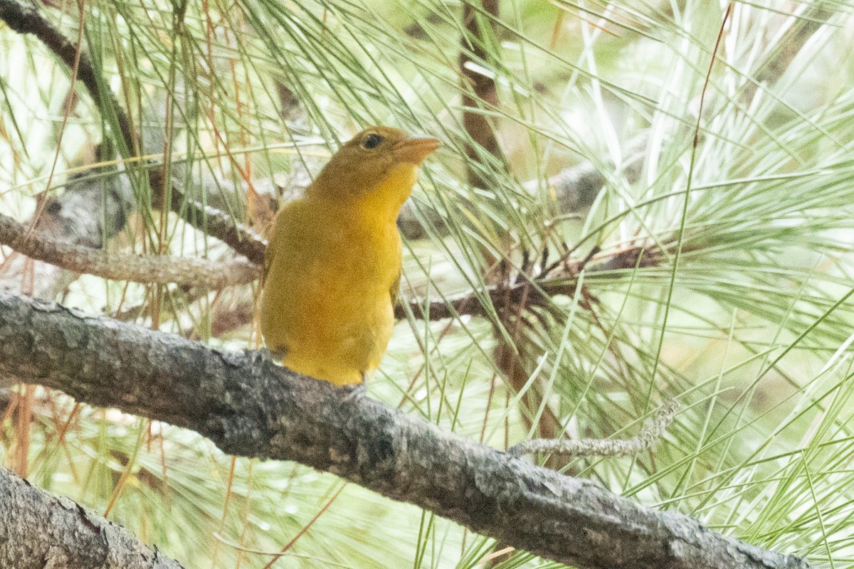 Summer Tanager - ML623441481