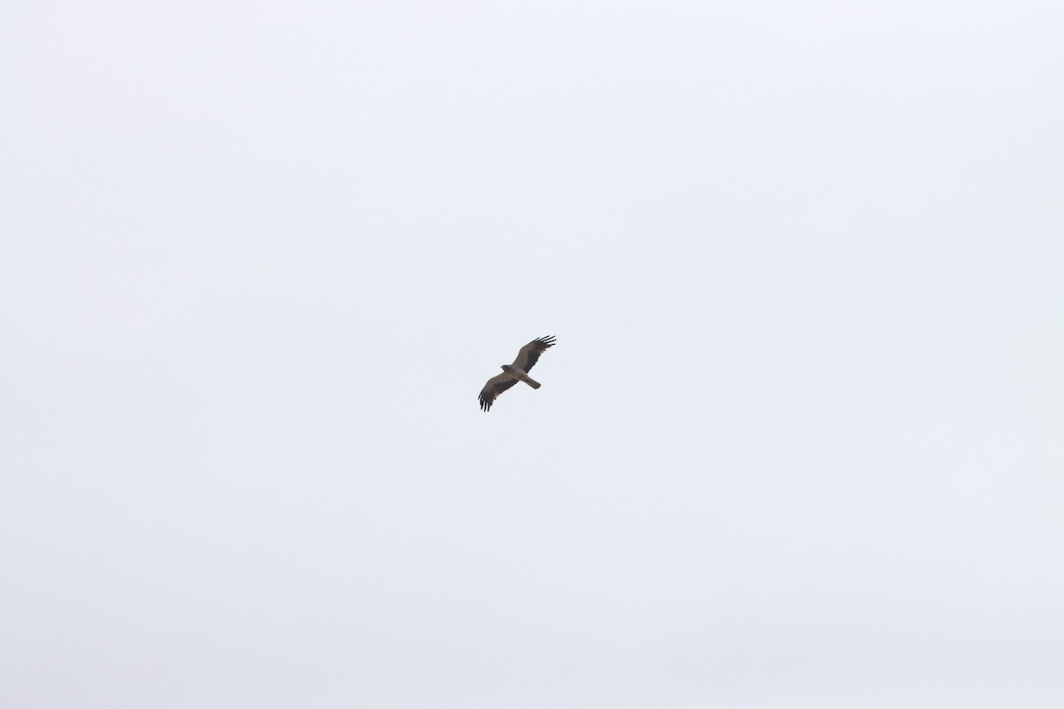 Booted Eagle - ML623441494