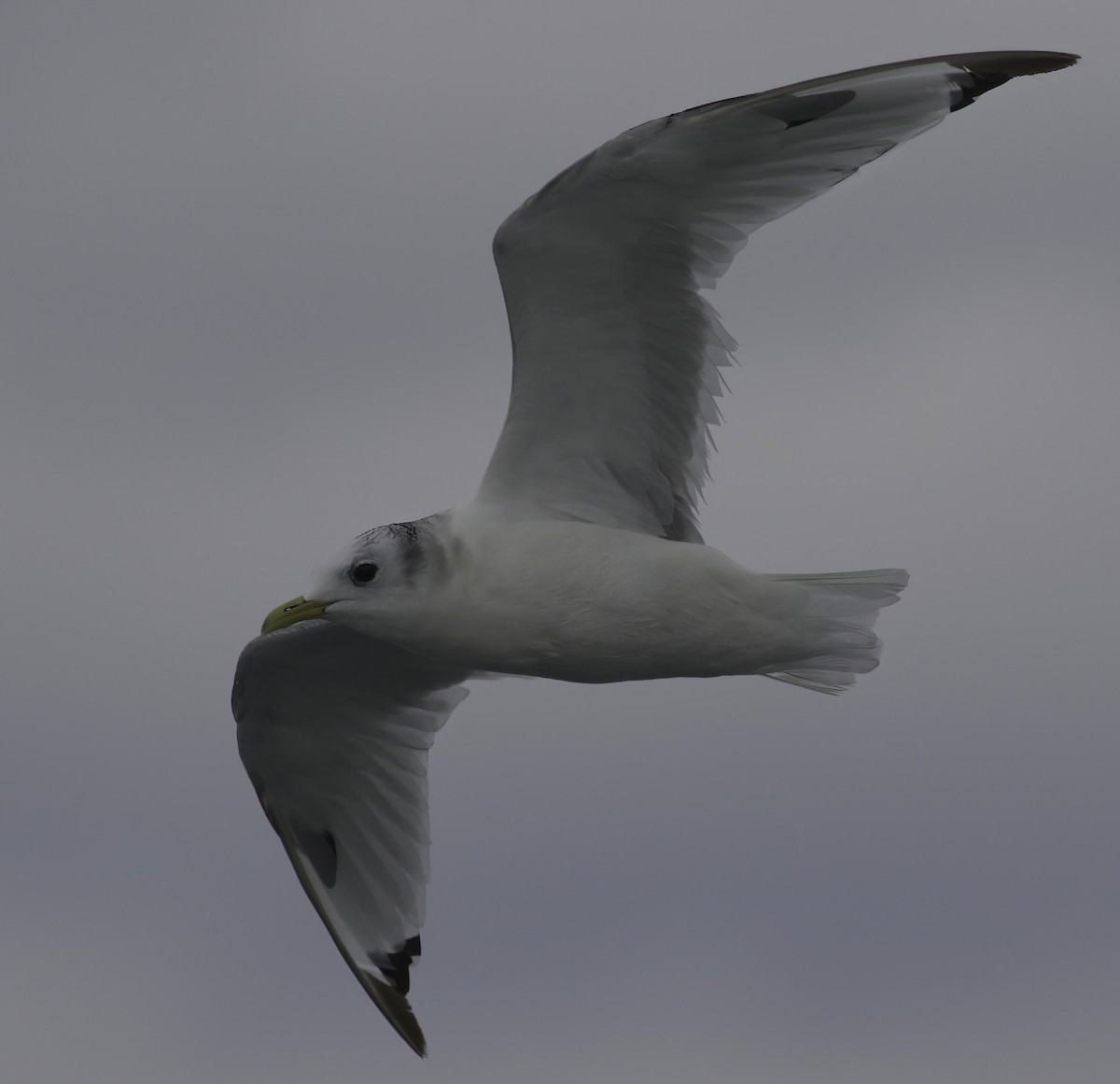 Black-legged Kittiwake - Andy Benson