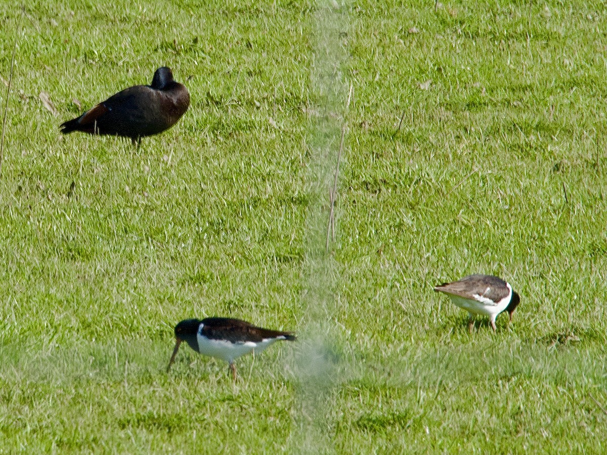 South Island Oystercatcher - ML623441630